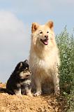 CHIEN FINNOIS DE LAPONIE 372